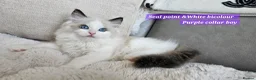 Ragdoll cats for sale:  GCCF Ragdolls kittens  - Advert 1