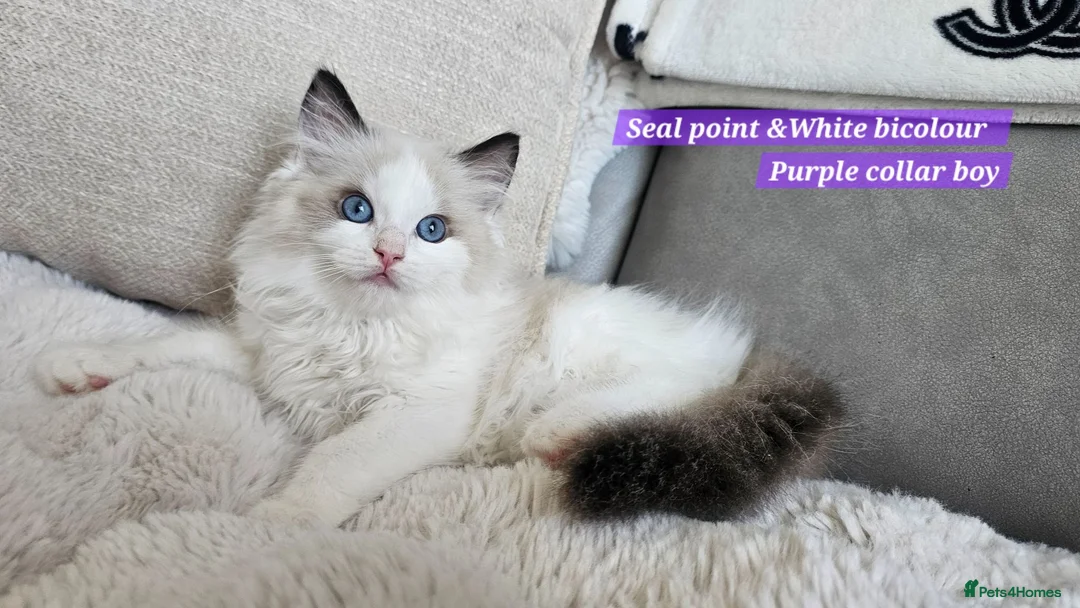 Ragdoll cats for sale:  GCCF Ragdolls kittens  - Advert 1