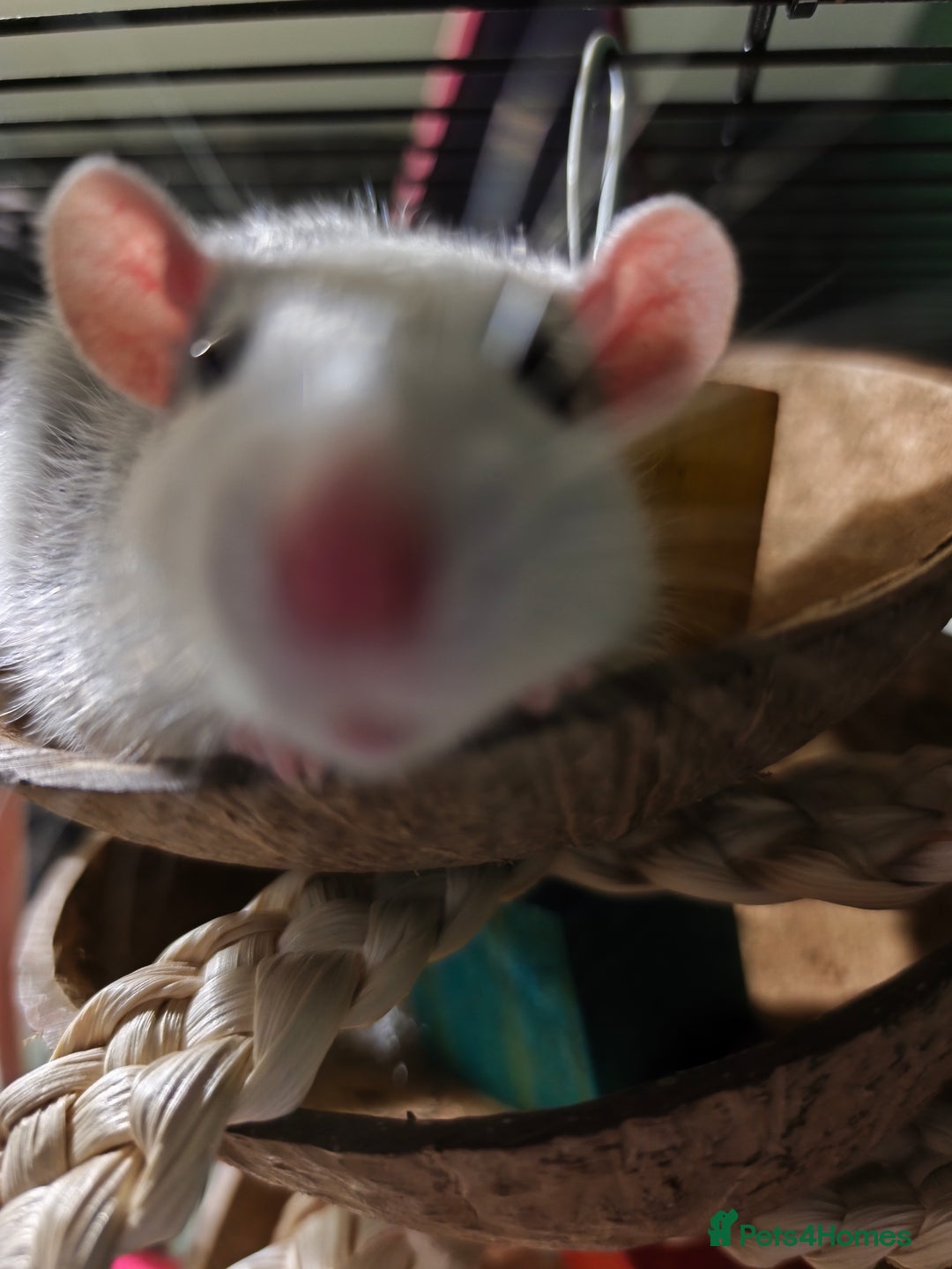 Rat rodents for sale: 4 gorgeous rats for adoption  - Advert 9