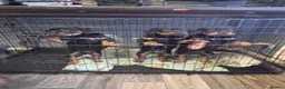 Rottweiler dogs for sale: Male rottweiller puppy’s  - Advert 3