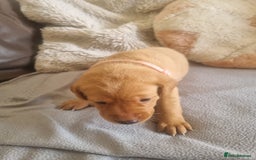Labrador Retriever dogs for sale: ONLY 1 BOY LEFT Fox Red Labrador Retriever Puppies - Image 8