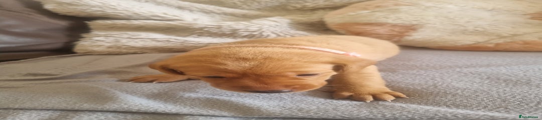 Labrador Retriever Puppy (P)