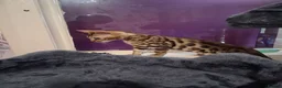 Bengal cats for sale: Tica reg. Bengal Kittens  - Advert 19