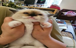 Ragdoll cats for sale: Three Ragdoll kittens - Image 28
