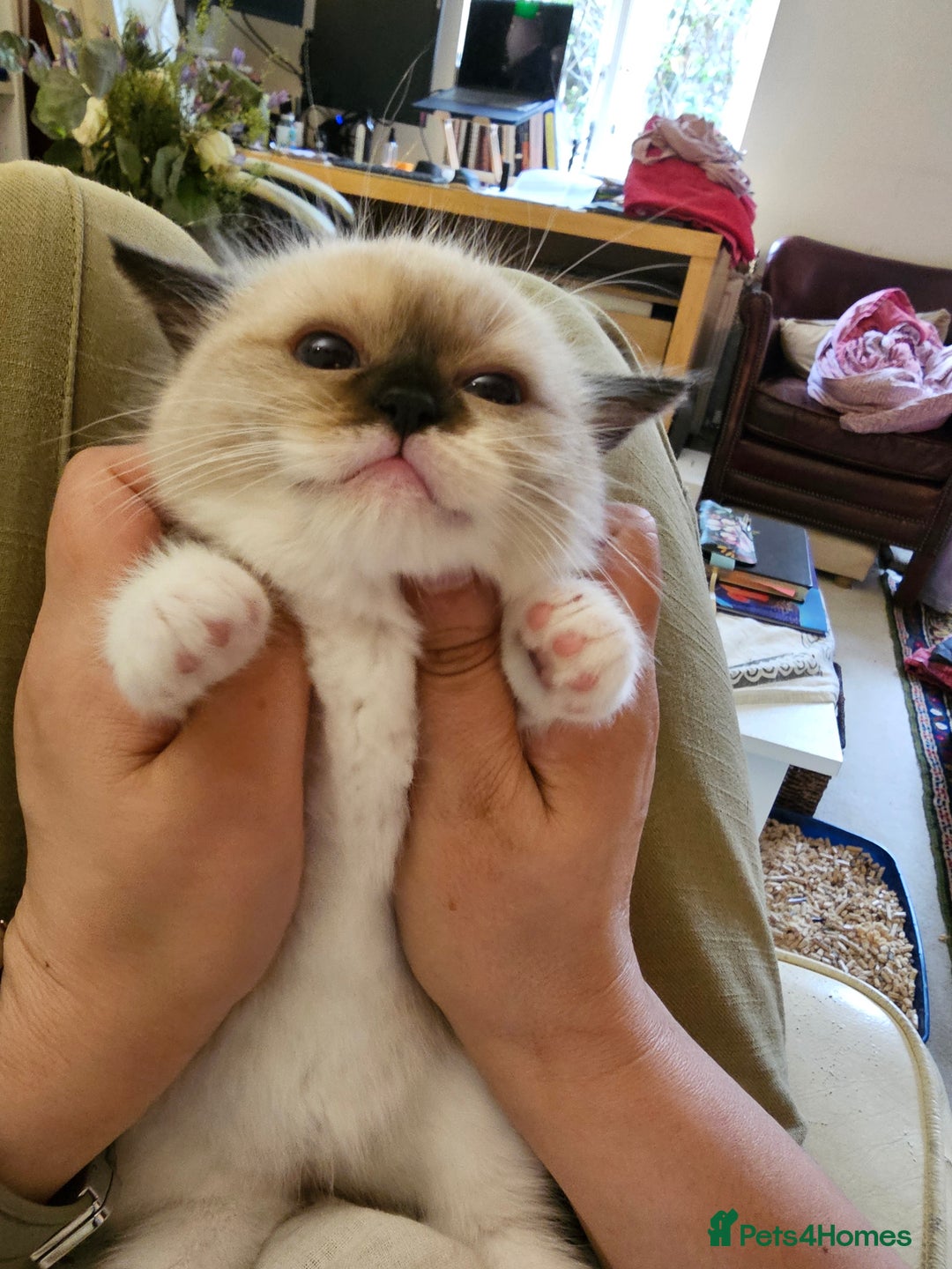 Ragdoll cats for sale: Three Ragdoll kittens - Image 28