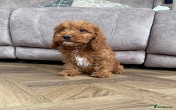 Cockapoo dogs for sale: Cockerpoo Puppies - Image 22