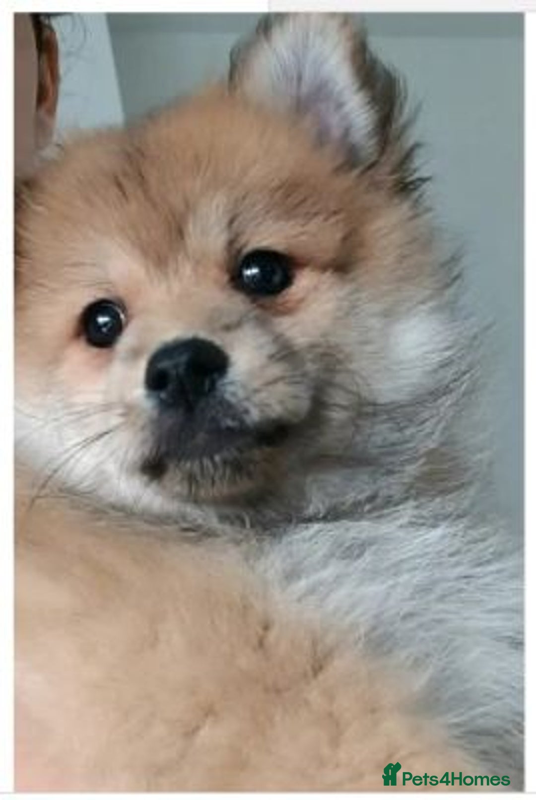 Pomeranian dogs for sale: affectionate pomeranian - Advert 2