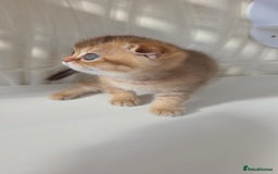Scottish Fold cats for sale: EXCLUSIVE Golden-cinnamon Show quality. Best in UK - Image 12