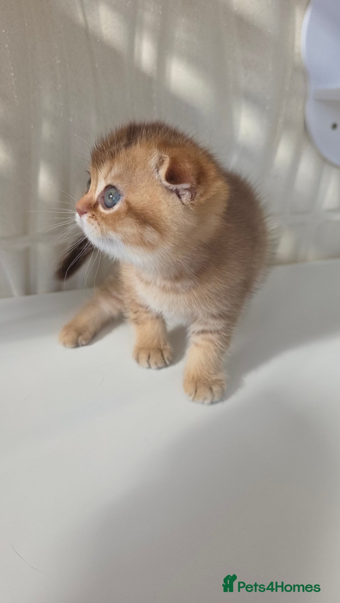 Scottish Fold cats for sale: EXCLUSIVE Golden-cinnamon Show quality. Best in UK - Image 12