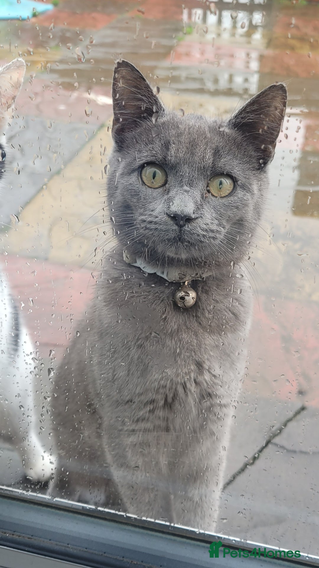 Mixed Breed cats for sale: I have 2 cats to be taken to lovely home  - Advert 1