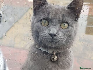 Mixed Breed cats I have 2 cats to be taken to lovely home - Advert 1