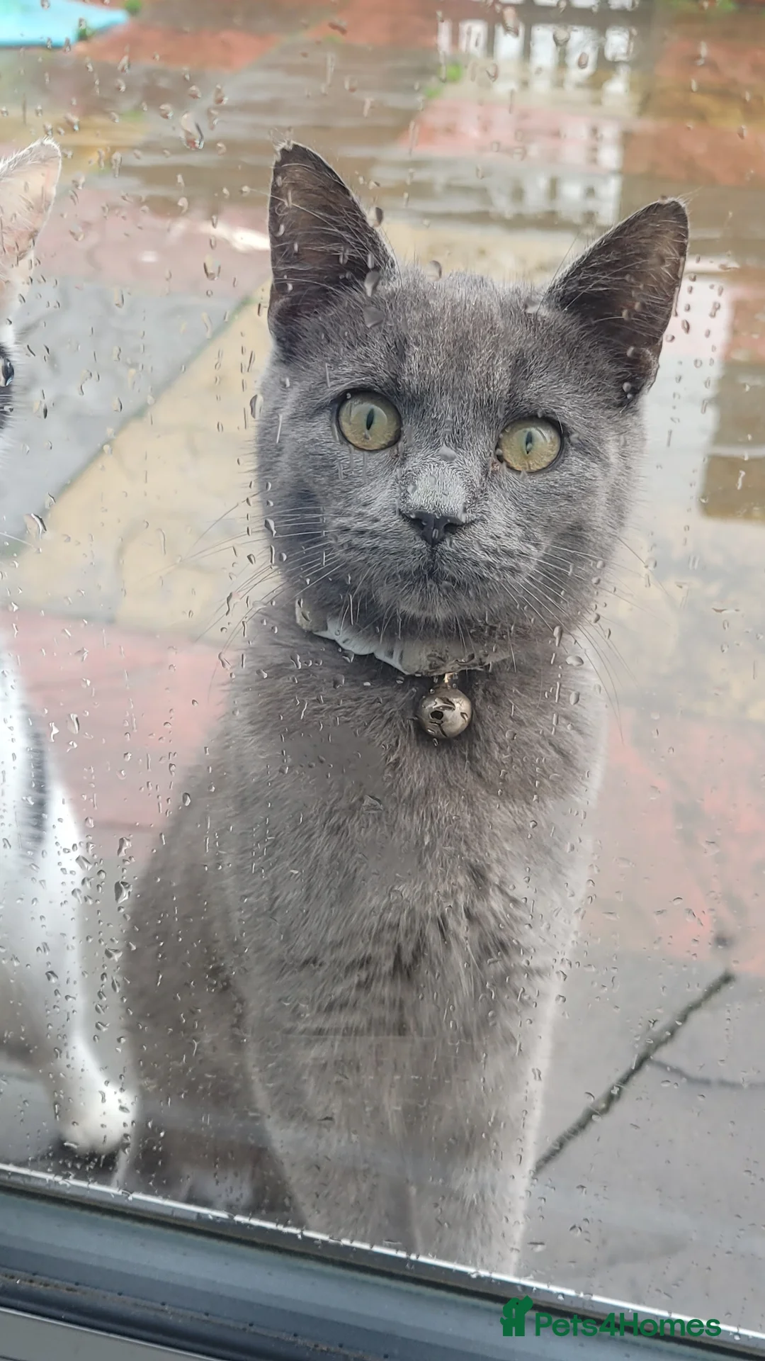 Mixed Breed cats for sale: I have 2 cats to be taken to lovely home  - Advert 1