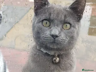 Mixed Breed cats I have 2 cats to be taken to lovely home - Advert 10