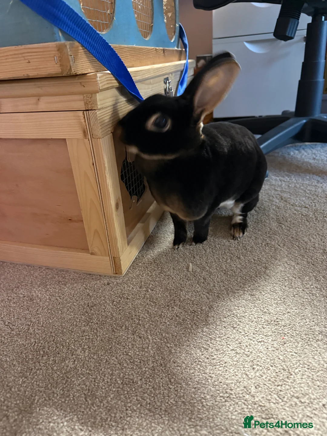 Rex rabbits for sale: Purebred Adult and Junior Mini Rex Available - Advert 7