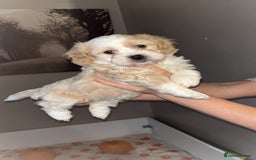 Mixed Breed dogs for sale: My beautiful Cavapoo Angie has given birth! 🐶🥰 - Image 3