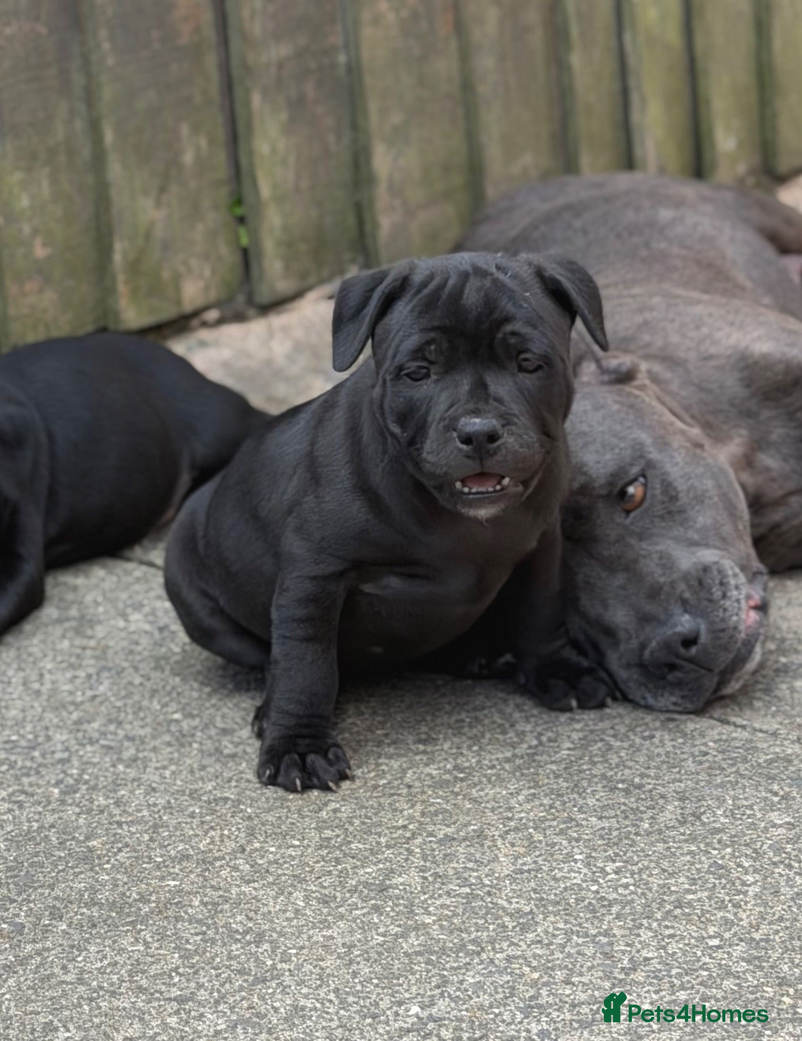 Staffordshire Bull Terrier dogs Health Tested KC Staffordshire Bull Terriers - Advert 1
