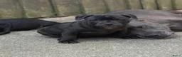 Staffordshire Bull Terrier dogs for sale: Health Tested KC Staffordshire Bull Terriers - Advert 2