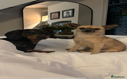 Chihuahua dogs for stud: Chihuahua for stud - Image 4