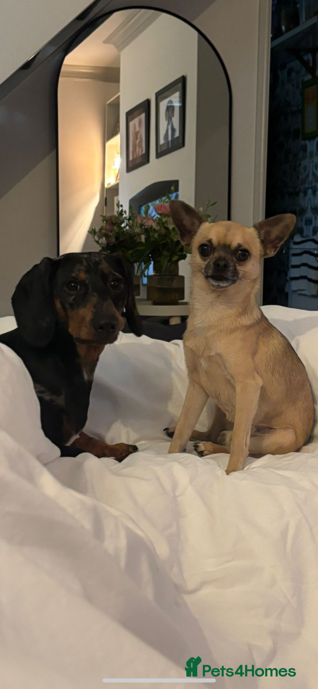 Chihuahua dogs for stud: Chihuahua for stud - Image 4