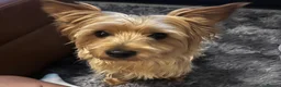 Yorkshire Terrier dogs for sale: Lovely yorkie pups! in Southampton - Advert 6