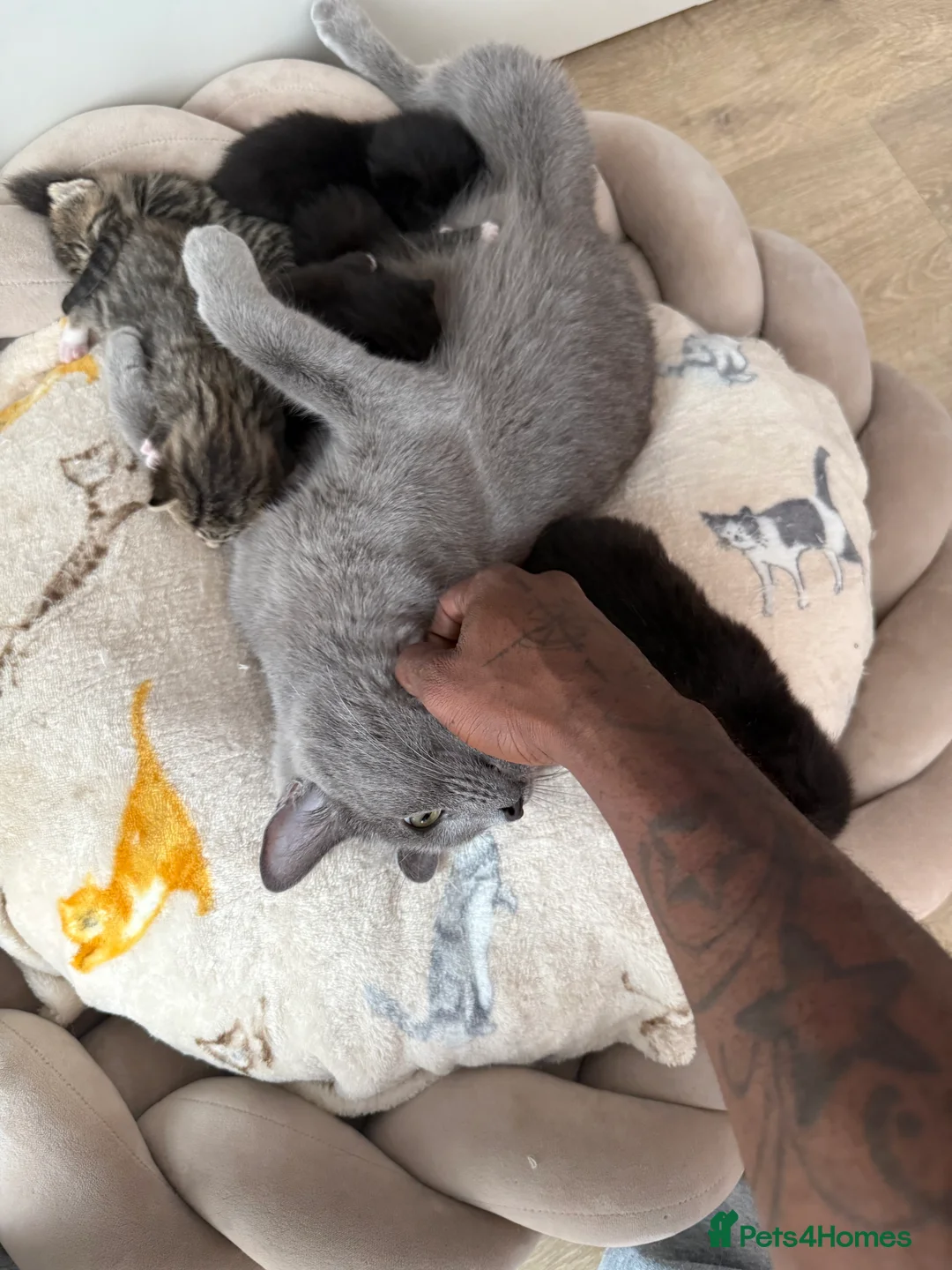 Mixed Breed cats for sale: Beautiful Black & White Kittens Half Russian Blue  - Advert 2