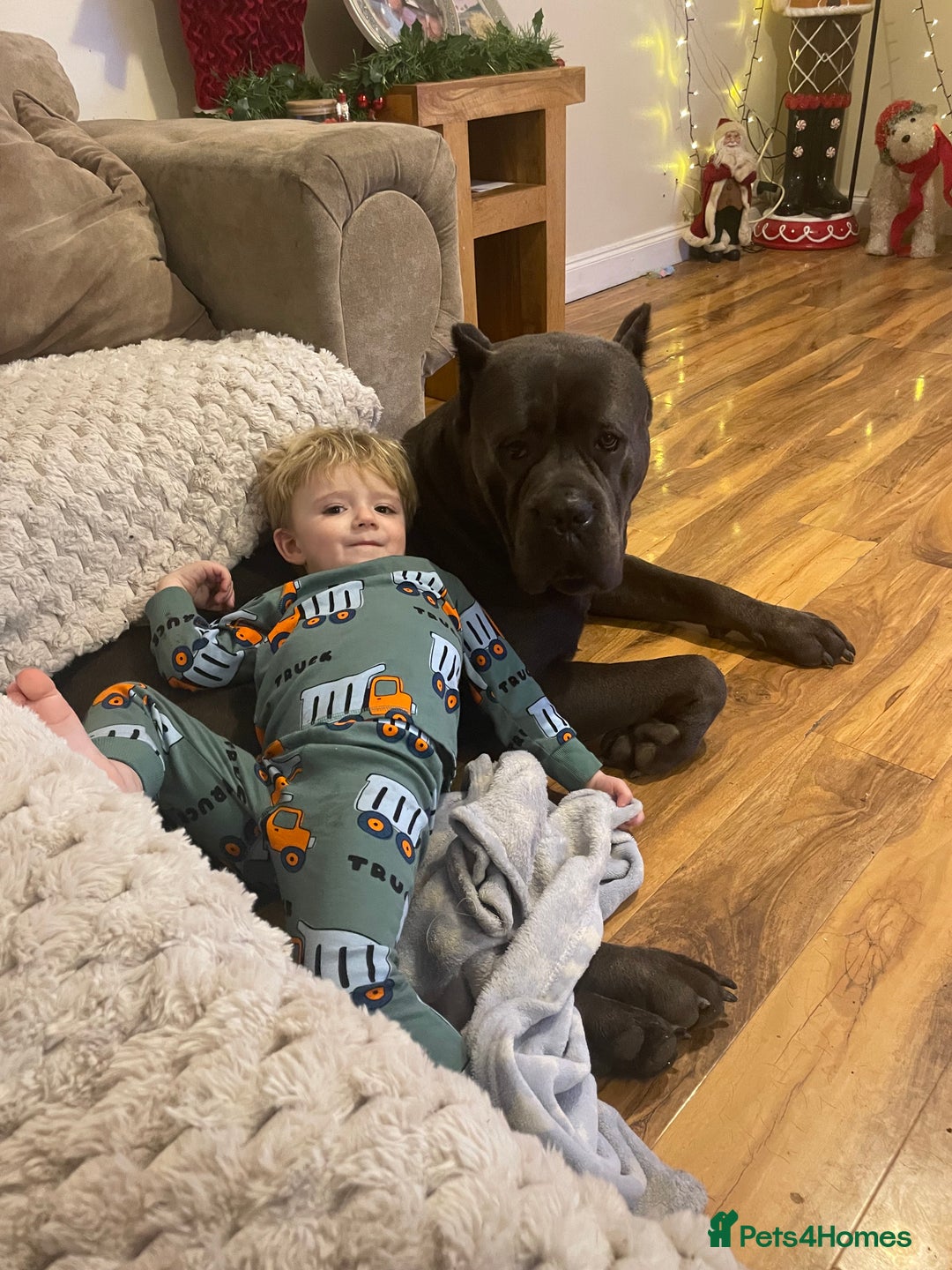 Cane Corso dogs for sale: Champion/true to type cane corso puppies - Advert 6