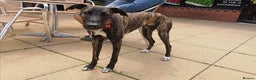 Lurcher dogs for adoption: REGGIE, 5-year-old bull-lurcher in rescue in Halifax - Advert 6