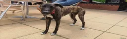 Lurcher dogs for adoption: REGGIE, 5-year-old bull-lurcher in rescue in Halifax - Advert 6
