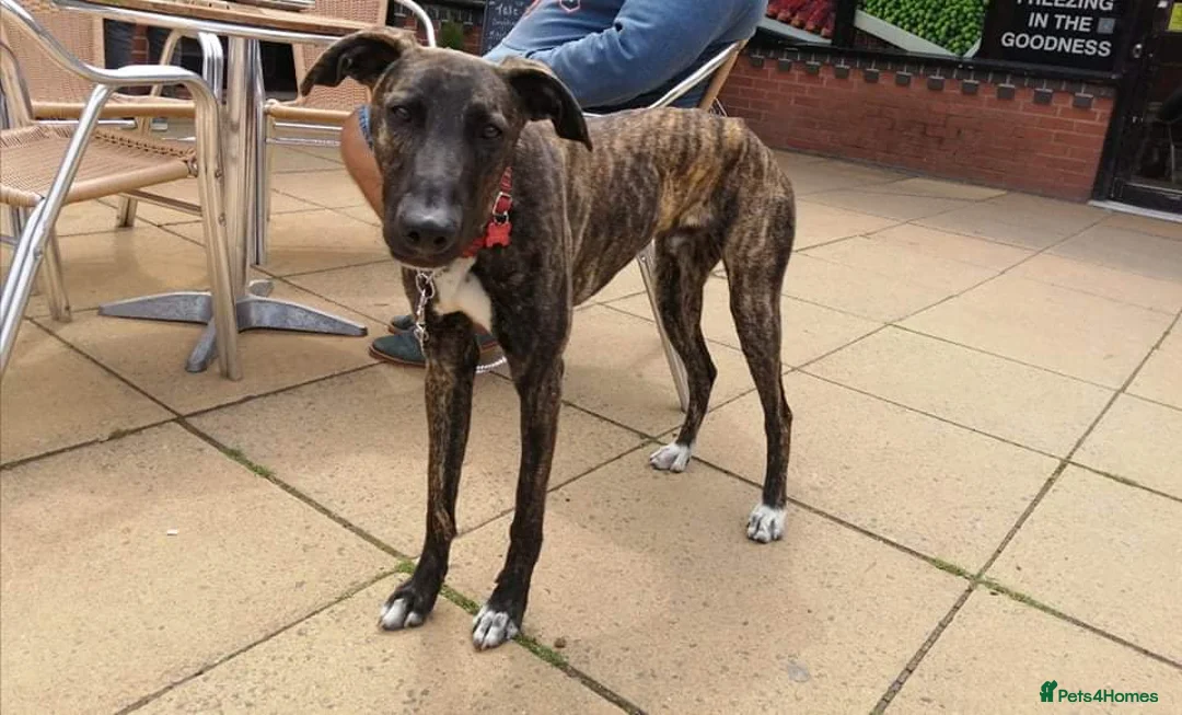 Lurcher dogs for adoption: REGGIE, 5-year-old bull-lurcher in rescue in Halifax - Advert 6