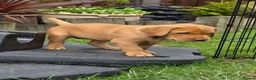 Labrador Retriever dogs for sale: KC Reg. Fox Red Labrador Pups from Working Lines - Advert 4