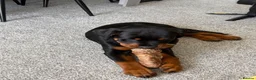 Rottweiler dogs for sale: Urgent!!!!  16 week Rotti for sale  - Advert 3