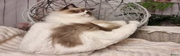 Ragdoll cats for sale: Quality Tica reg Ragdoll kittens  - Advert 19