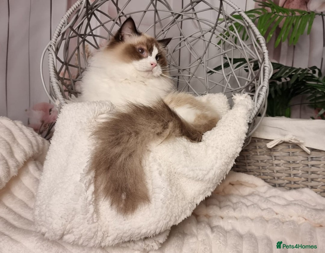 Ragdoll cats for sale: Quality Tica reg Ragdoll kittens  - Advert 19