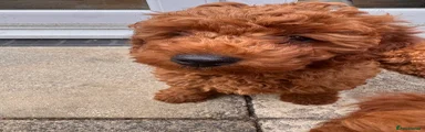 Australian Labradoodle 6