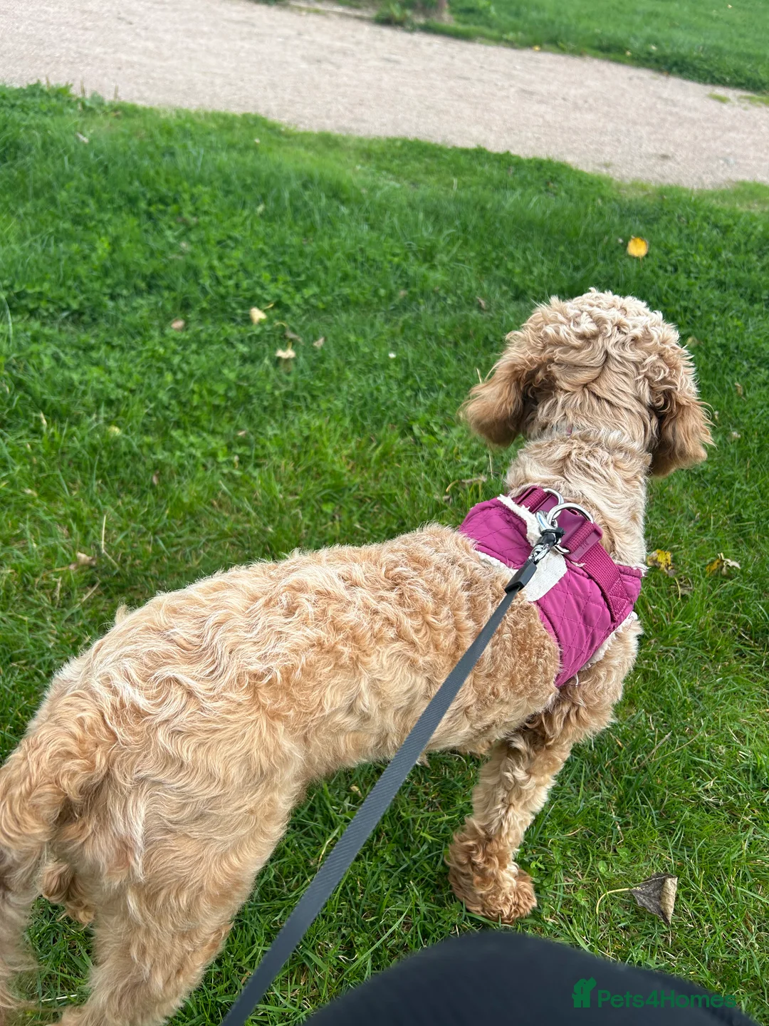 Cavapoo dogs for sale: Gorgeous, Cavapoo Girl for sale  - Advert 12