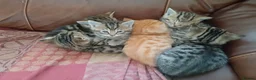 Mixed Breed cats for sale: Cat short hair british - Advert 5