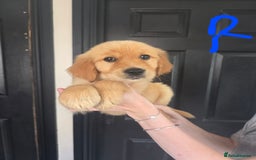 Golden Retriever dogs for sale: Adorable Golden Retriever Puppies for Sale  in London - Image 1