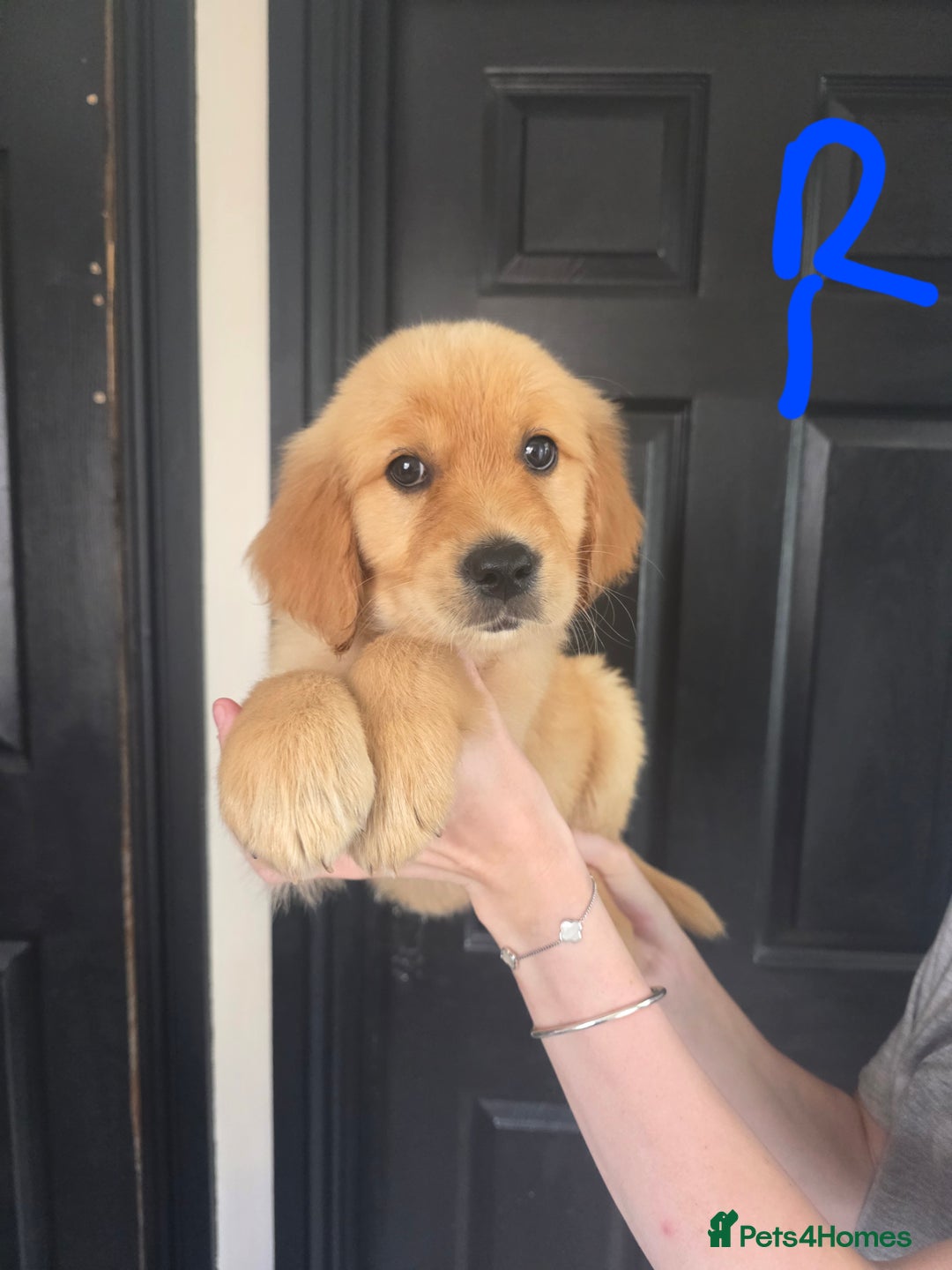 Golden Retriever dogs for sale: Adorable Golden Retriever Puppies for Sale  in London - Image 1