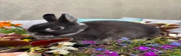 Netherland Dwarf rabbits for sale: Netherland dwarf bunny rabbits silly tame - Advert 4