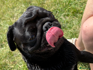 Pug dogs Tia in need of a loving home in Bridgwater - Advert 8