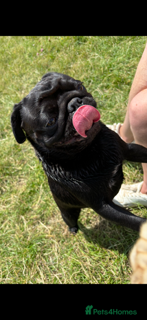 Pug dogs Tia in need of a loving home in Bridgwater - Advert 4