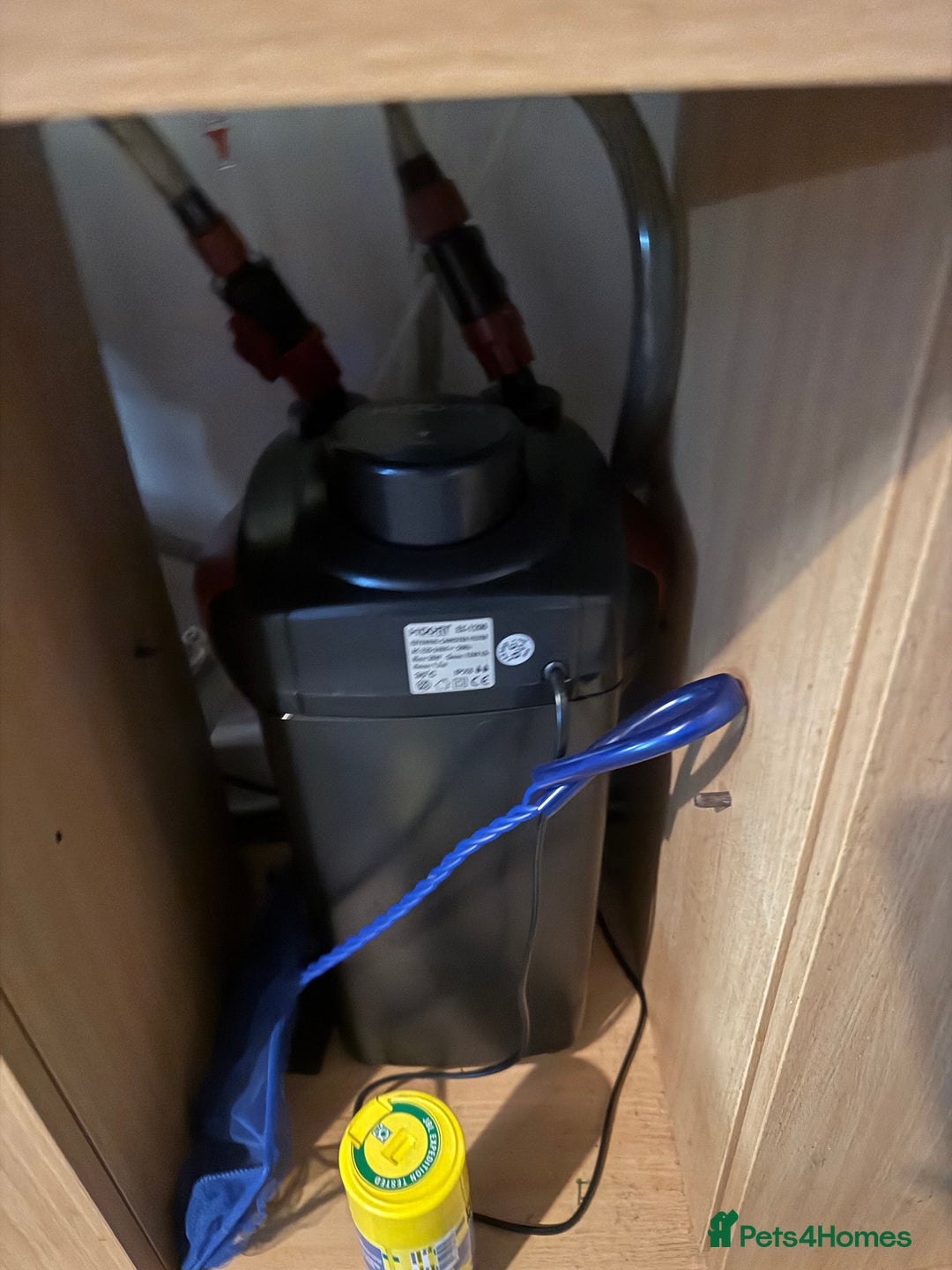 Fancy Goldfish fish for sale: Fancy gold fish x4  - Advert 2