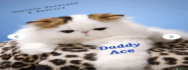 Ace