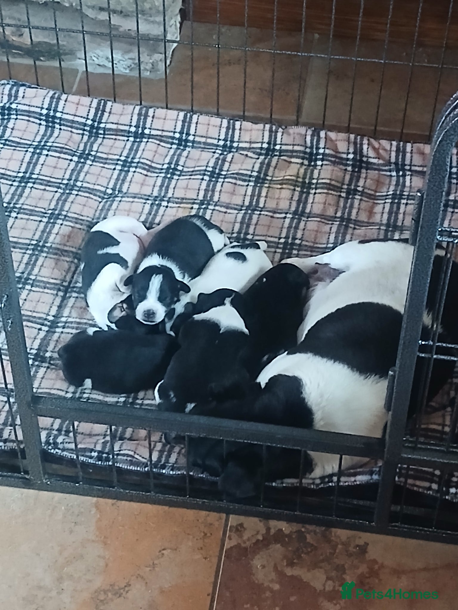 Jack Russell dogs Gorgeous Jack Russell puppies for sale - Advert 3