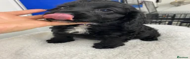Cockapoo 3