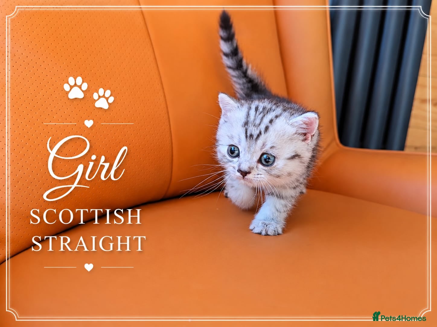 Scottish Fold cats for sale: Scotish Fold Kittens - Advert 21