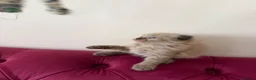 Scottish Fold cats for sale: Beautiful kittens🌹🤭 - Advert 10