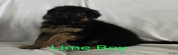 German Shepherd dogs for sale: Gorgeous German Shepherd Puppies For Sale - Advert 22