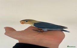 Lovebirds birds for sale: Handfed - tame lovebird babies - Image 12