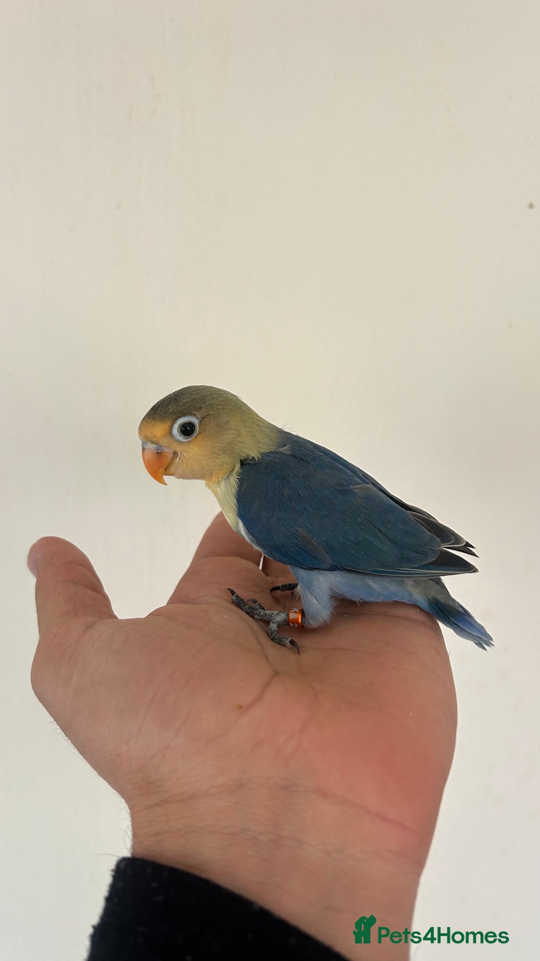 Lovebirds birds for sale: Handfed - tame lovebird babies - Image 12